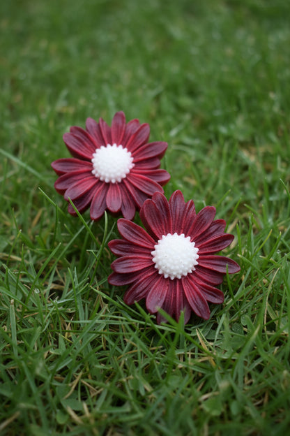 Little Daisy’s