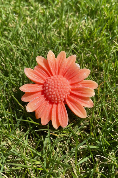 Little Daisy’s